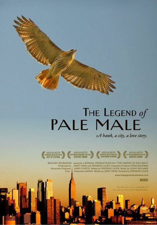 The Legend of Pale Male (2009) постер