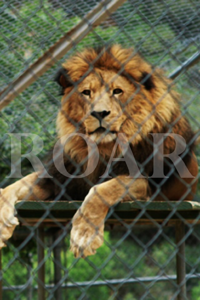 Roar (2013) постер